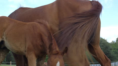 Closeup-of-a-beautiful-young-colt-standing-next-to-a-mare-in-a-field