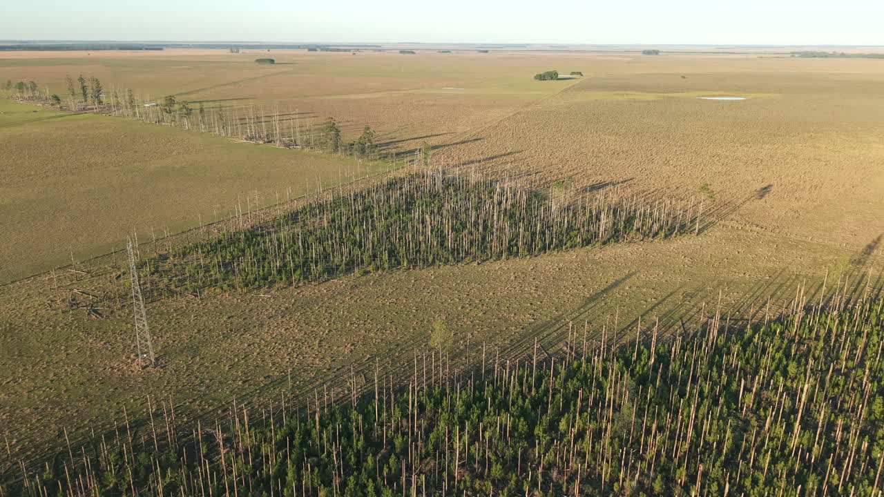 Aerial view of sparsely planted young trees on deforestation area across open farmland under late sunlight