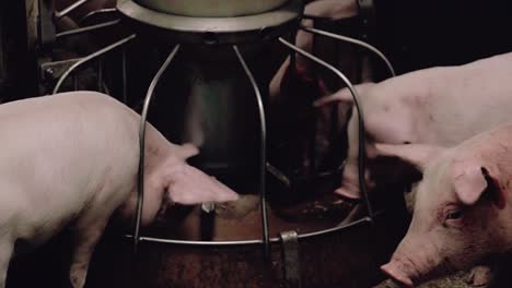 Little-pigs-for-rearing-isolated-eat-from-the-trough-2
