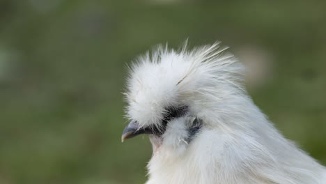 a fluffy silkie chicken grooming itself in nature.