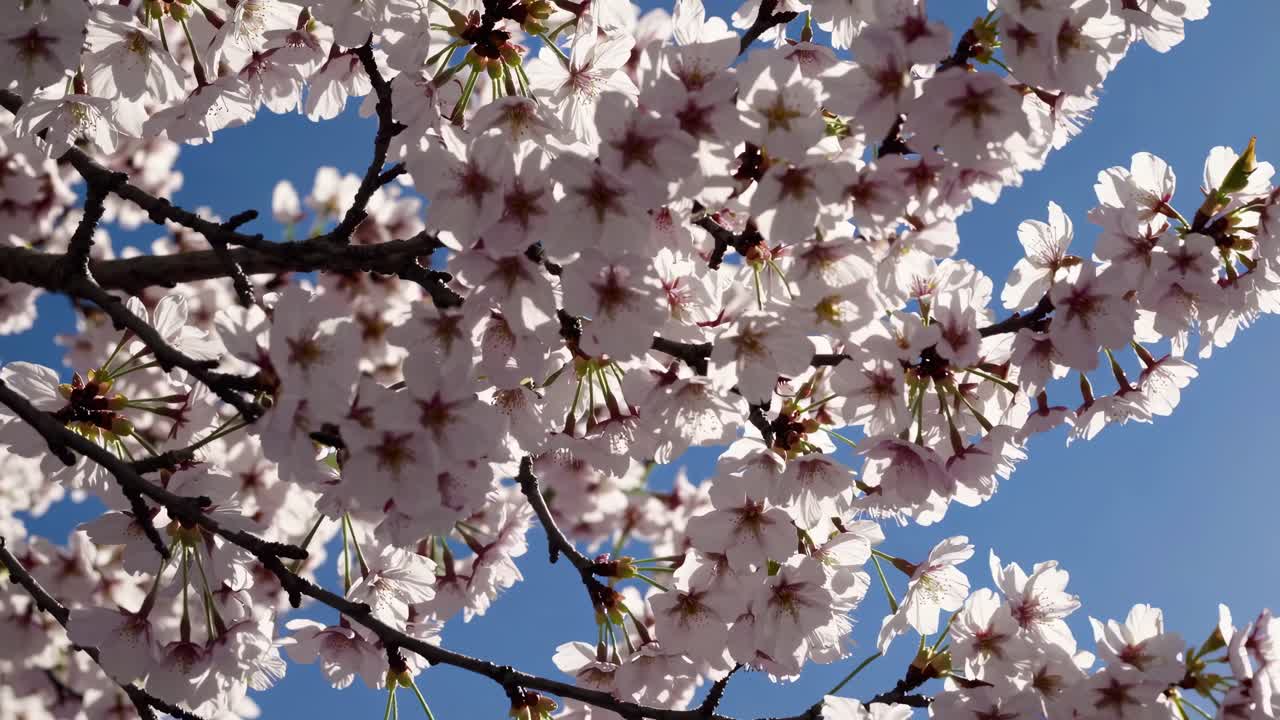 A low-angle video shot captures cherry blossoms against a clear blue sky, emphasizing the delicate