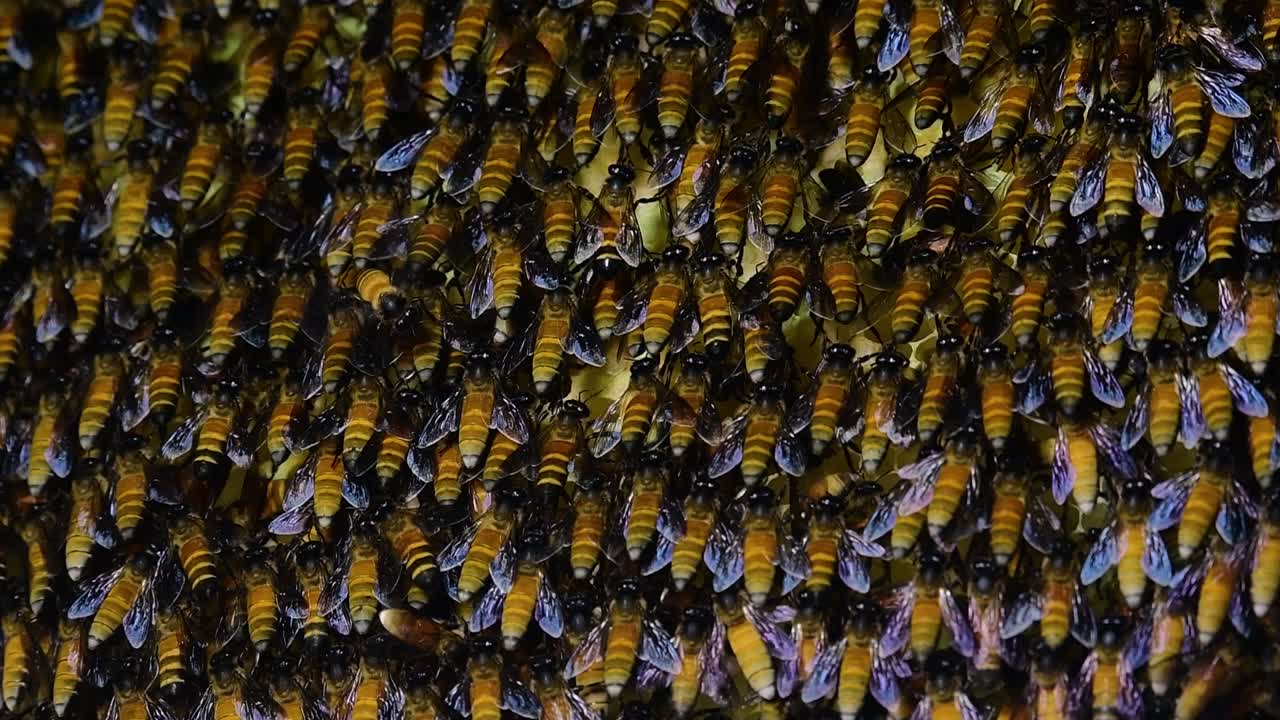 se sabe que las abejas melíferas gigantes construyen grandes colonias de nidos con bolsillos simétricos hechos de cera para almacenar miel como fuente de alimento.