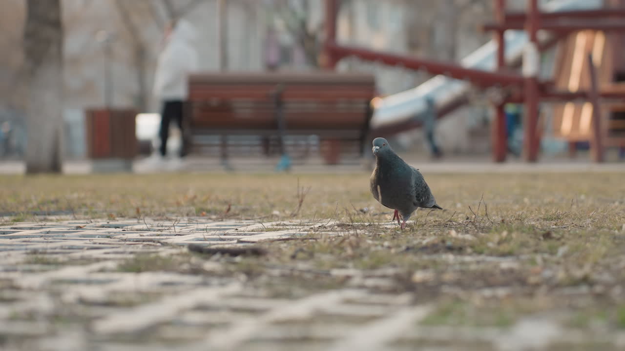 Pigeon walks across grassy park area with playground equipment blurred in background, subtle movement suggesting foraging, people and cyclist faintly visible, warm daylight