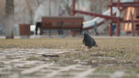 pigeon walks across grassy park area with playground equipment blurred in background, subtle movement suggesting foraging, people and cyclist faintly visible, warm daylight
