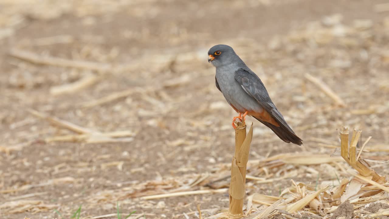 A red-footed falcon perched on a branch in a field, looking around in search of prey