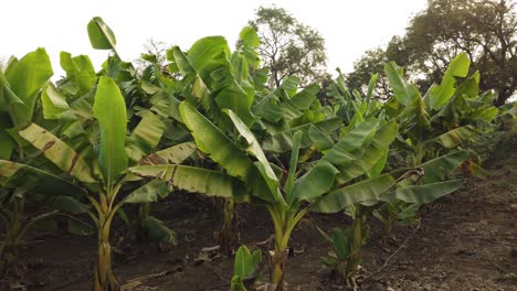 Bananenfarm-In-Indien-|-Obst-|-Landwirtschaft-|-Bananenbaum