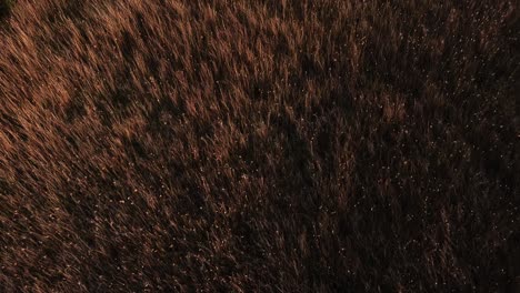 Golden-hour-magic:-High-grass-bathed-in-the-warm-glow-of-sunset