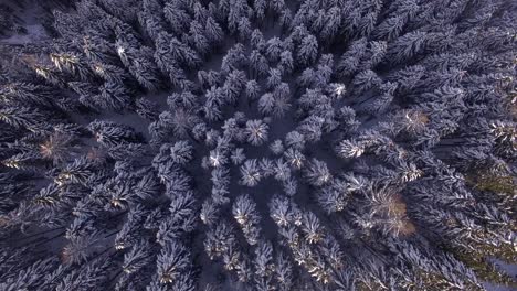 aerial: forest with snow in dolomites in italy