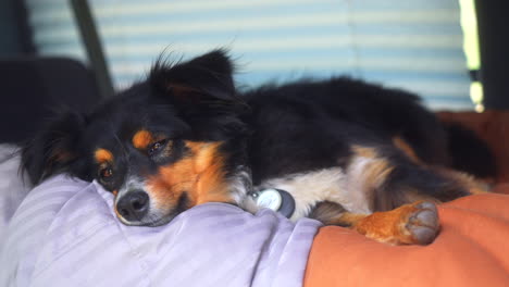 adorable mini australiano aussie cachorro dormido mejor amigo del hombre acurrucado road trip van viaje de la vida color blanco pata negro bronceado camping saco de dormir cinemático deslizador panorámica a la izquierda seguir