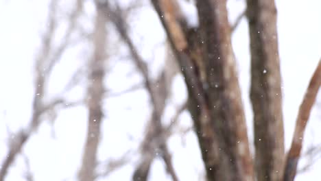 Cámara-Lenta-De-Nieve-Durante-Un-Día-Frío-Y-Soleado