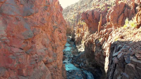 aerial cinematic shot inside a popular giant cactus canyon near san pedro de atacama in the atacama desert, northern chile, south america