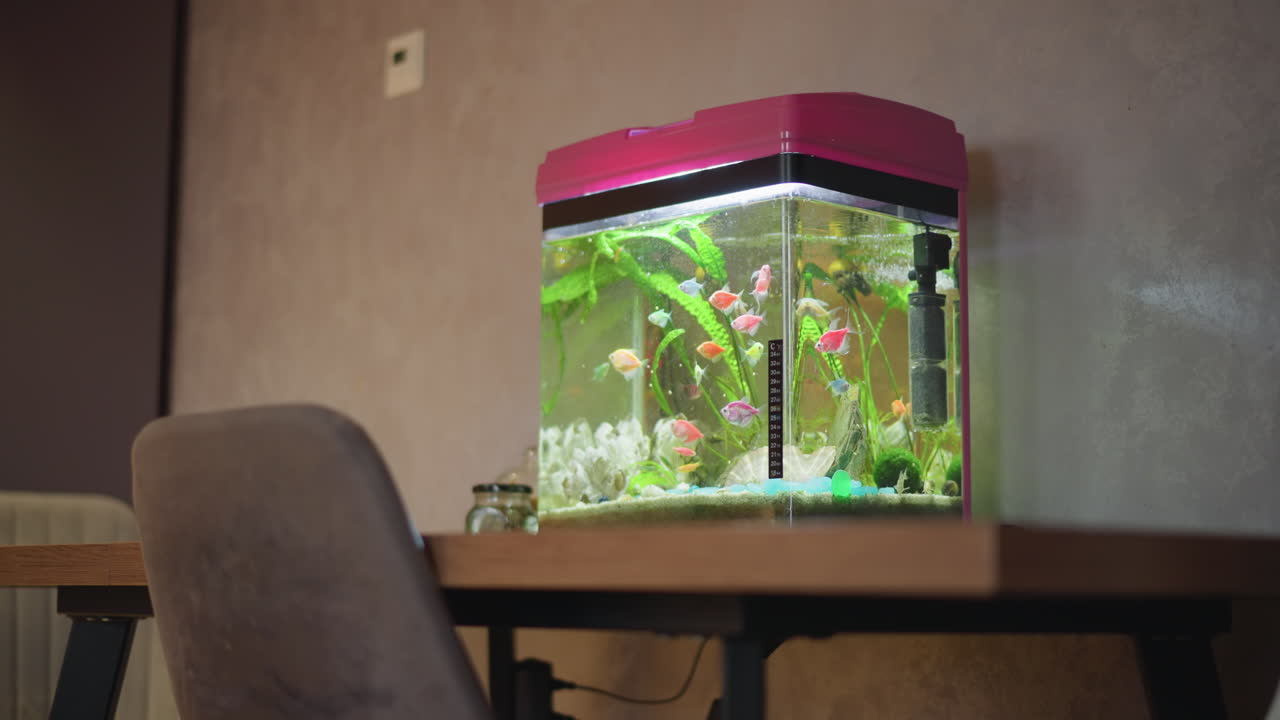Colorful tropical fish swimming inside illuminated aquarium with pink lid placed on wooden table beside chair, decorated with white rocks, seashells, green plants and thermometer creating calm aquatic interior