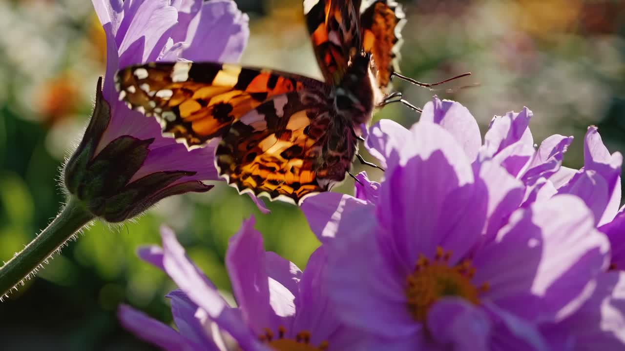 Vibrante scena di giardino con tulipani e margherite, ripresa da un'angolazione bassa
