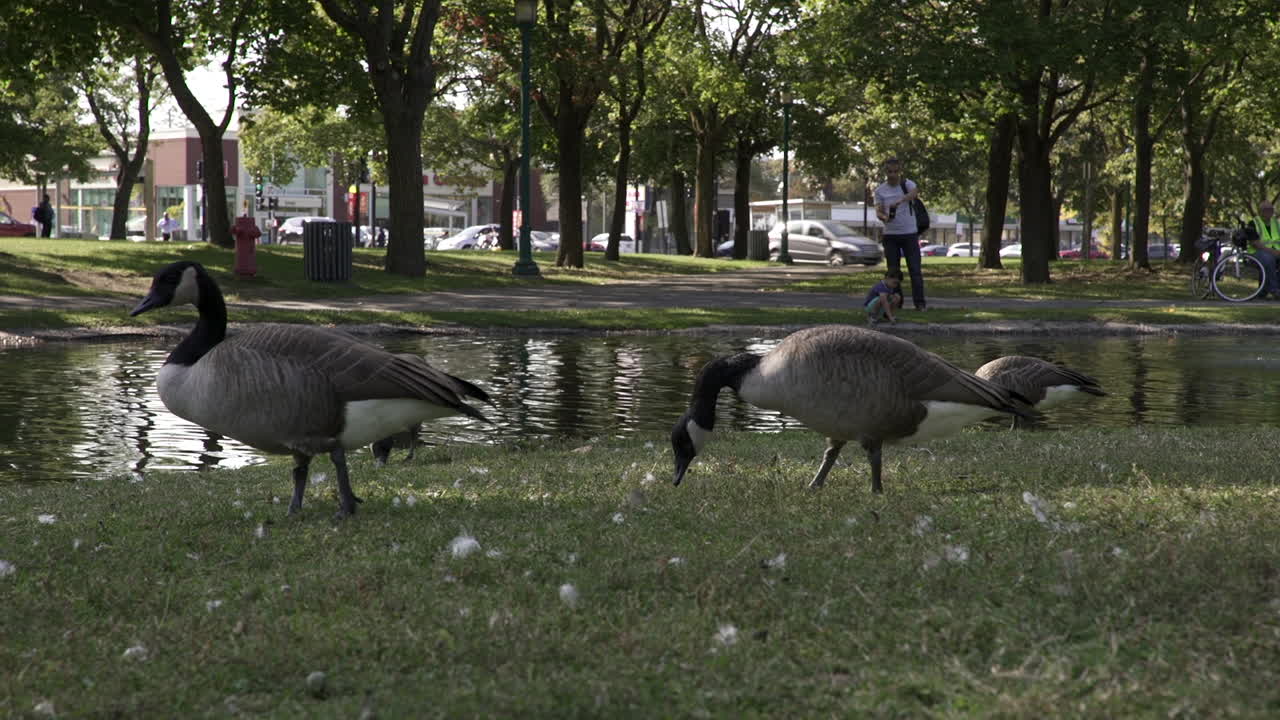 Gooses eating in a park