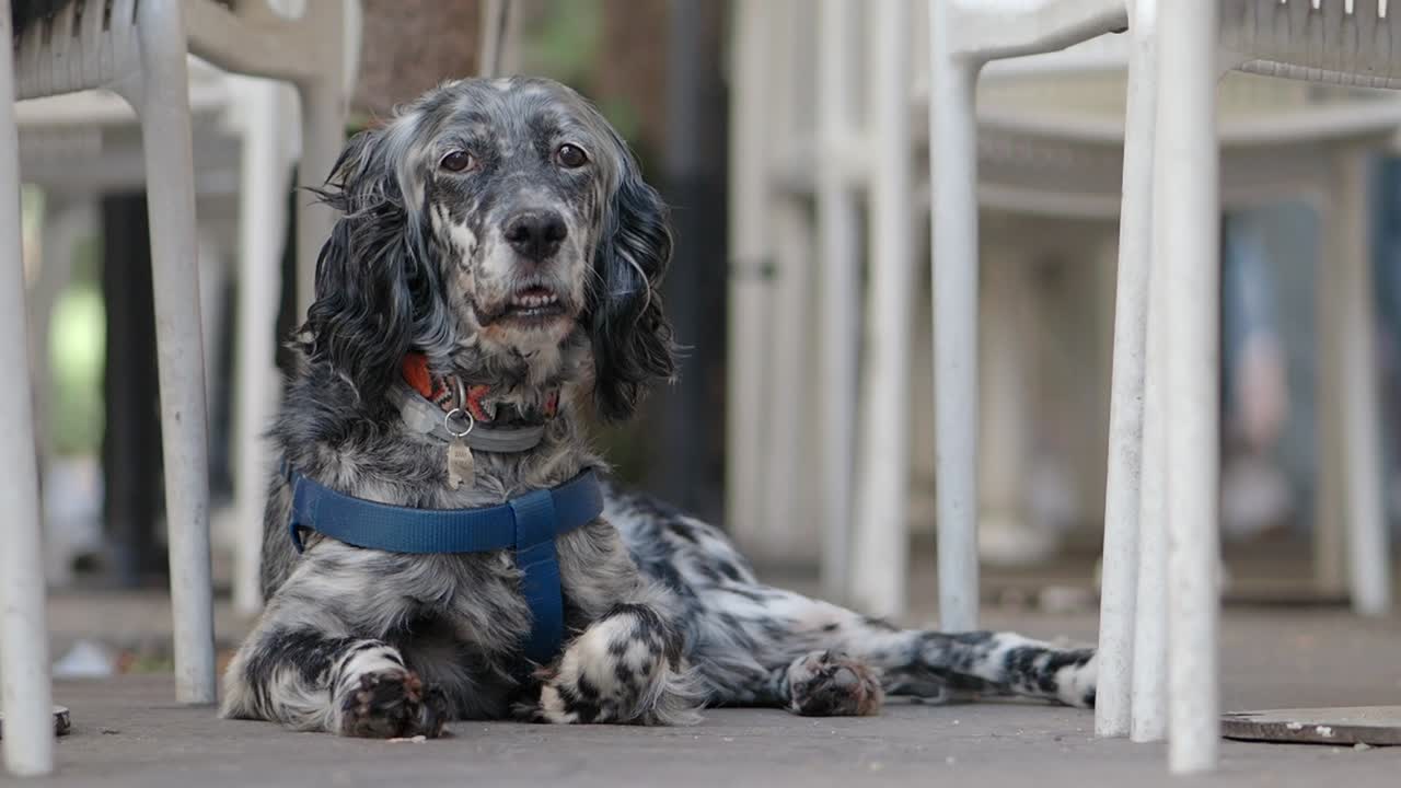 English Setter Dog Laying Down