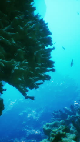 hermosa escena de arrecife de coral submarino