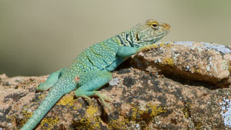 close up collared lizard on moss covered rock