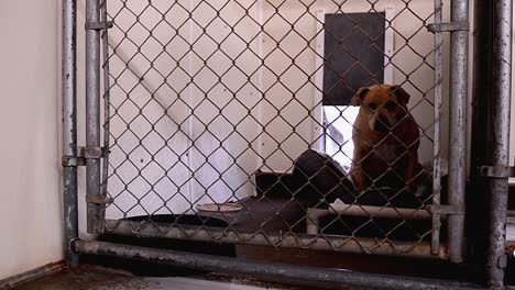 dogs looking for attention behind the fences in their cages and kennels at an animal control facility