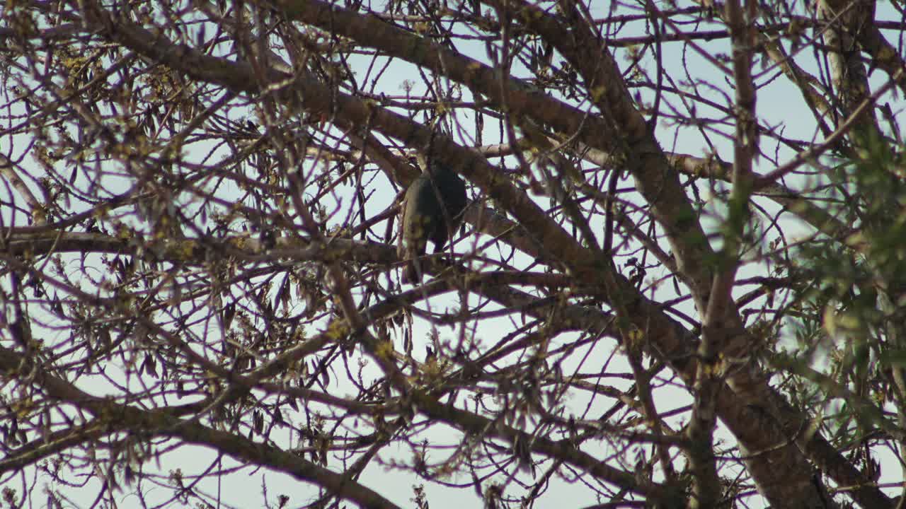 Pájaro posado en la rama de un árbol