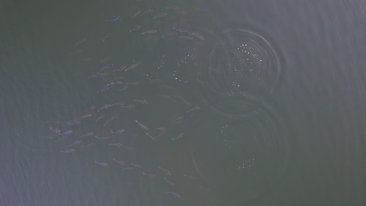 오스트레일리아  ⁇ 즈랜드 의 마루치 강 에서 수영 하고 침입 하는 고래 들 의 무리