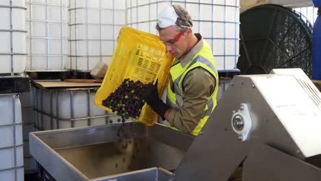 Worker-putting-harvested-olives-in-machine-4k