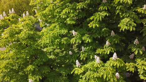 chestnut flowers blossoming on a tree in a park