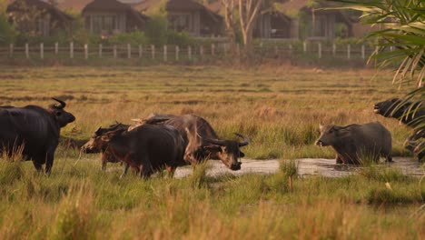 Búfalos-Tailandeses-Caminando-Por-Un-Estanque-En-Los-Campos-De-Arroz-Durante-El-Amanecer,-Ternero,-Tailandia,-Isla-De-Koh-Yao-Noi,-Asia