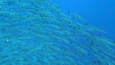 underwater close up of schooling shoal of barracuda fish swimming in unison in indo-pacific ocean of southeast asia