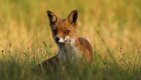 red fox in a field