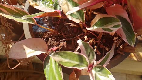 regar las plantas en mi patio trasero en el frío temprano en la mañana en el invierno en mi país la temperatura era de alrededor de 5o c fue increíble feeleling disparo en este tipo de situación disfrutó mucho
