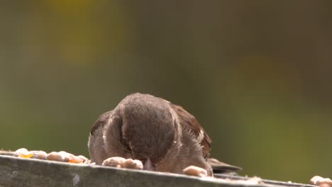 House-sparrow-feeding-on-bird-table-in-garden,-slow-motion,-close-up