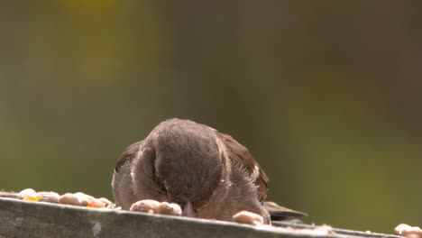 Haussperling-Füttert-Vogeltisch-Im-Garten,-Zeitlupe,-Nahaufnahme