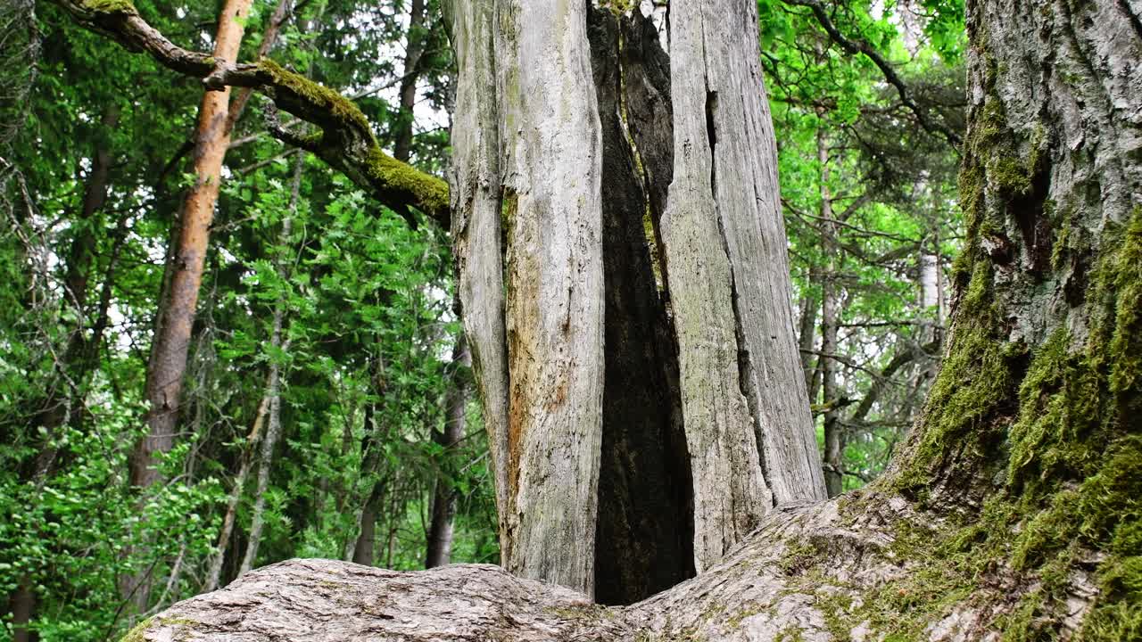 Old and hollow oak trunk in smooth tilt footage