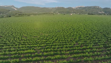 Aerial-Drone-Vaucluse-Provence-Vineyards-South-France-Dentelles-Montmirail-at-Sunset