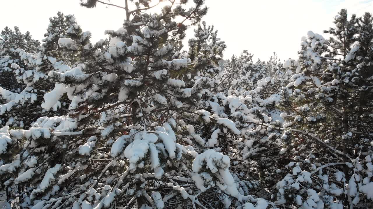 покрытые снегом деревья в зимнем лесу