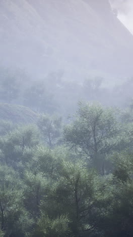 foggy forest landscape