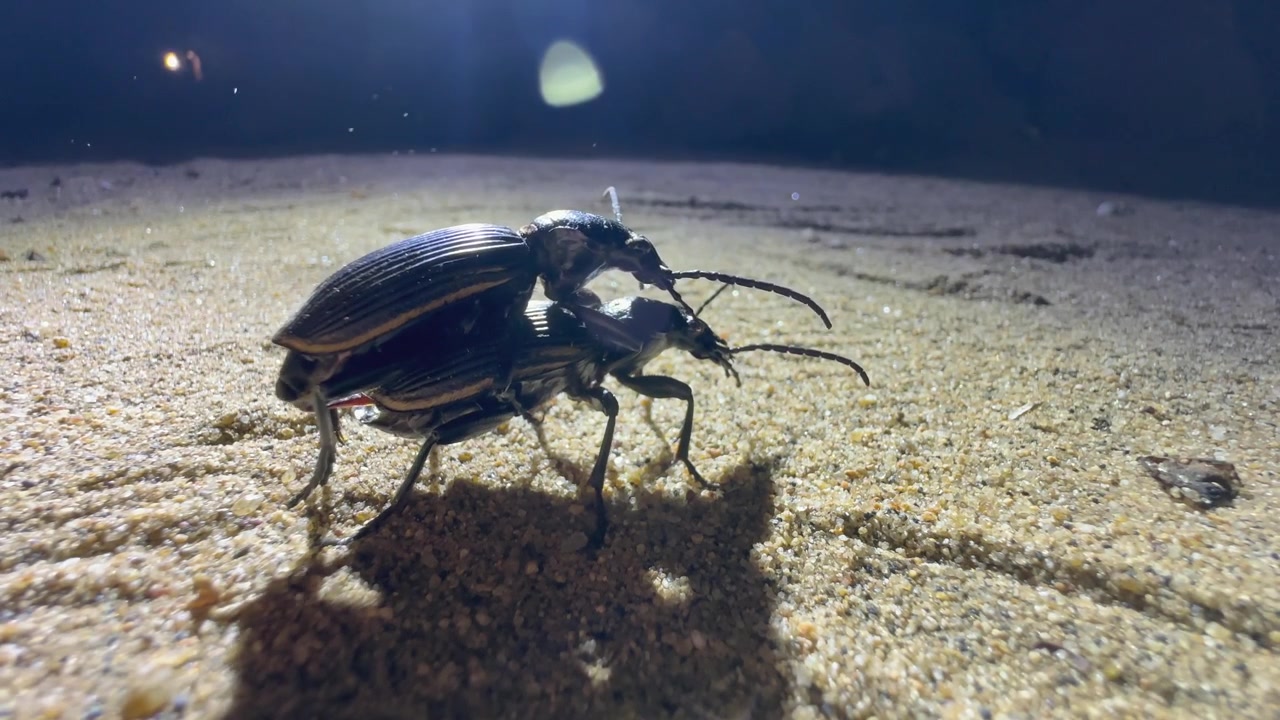 Parrende rovjordløbere (Anthia fornasanii) om natten. Majete Vildtreservat, Malawi.