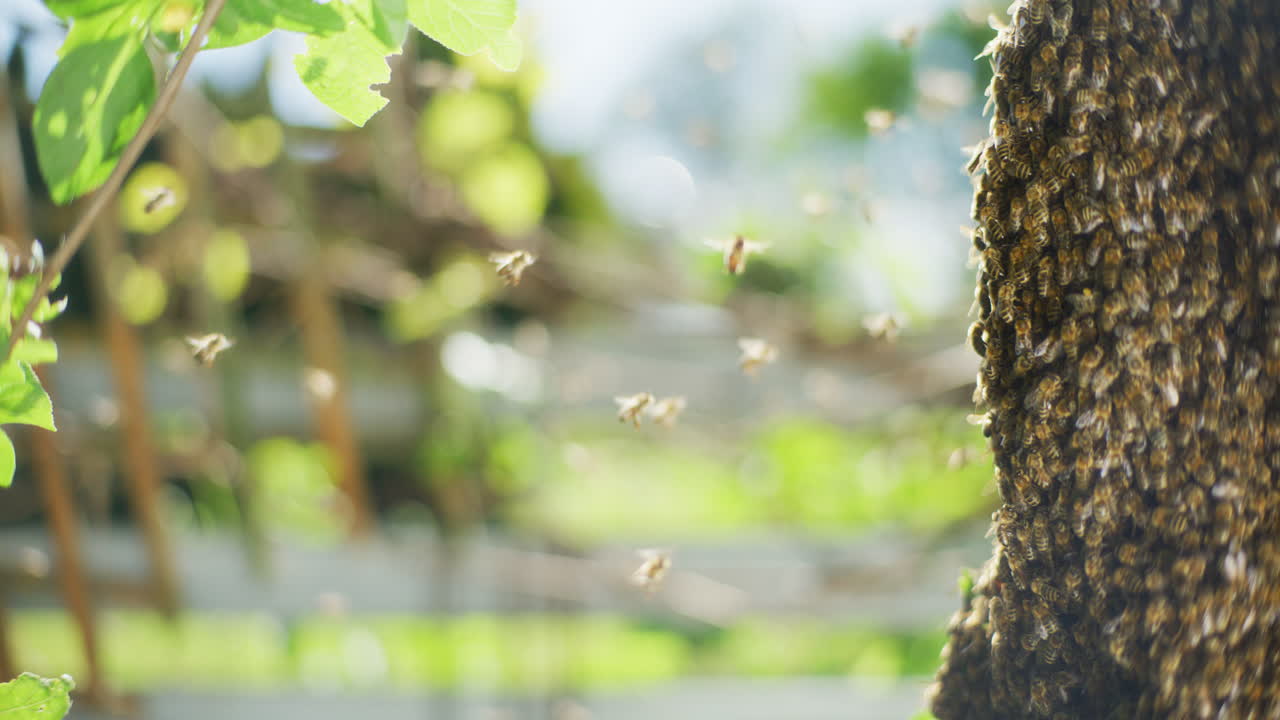 벌집 주위 의 벌 들 의 근접 촬영