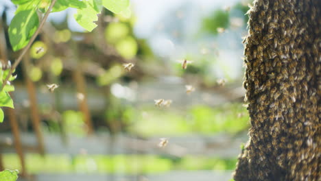 close shot of bees around bee hive