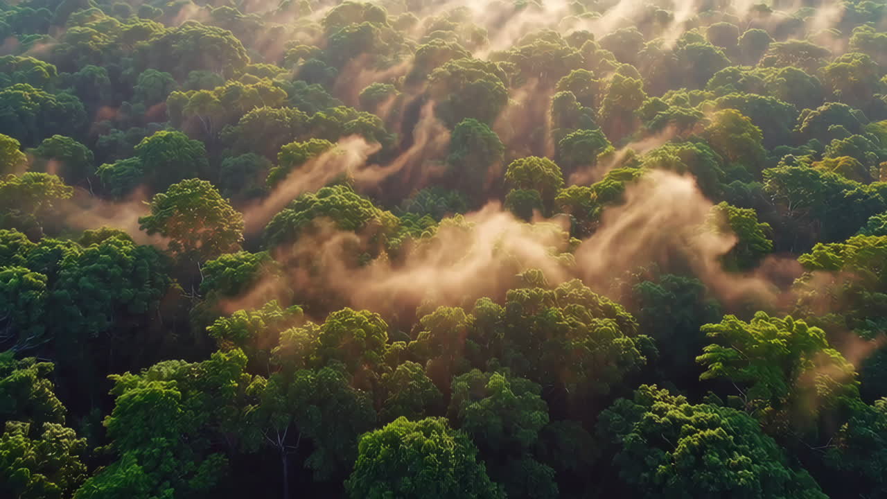 vista aérea de un bosque de niebla