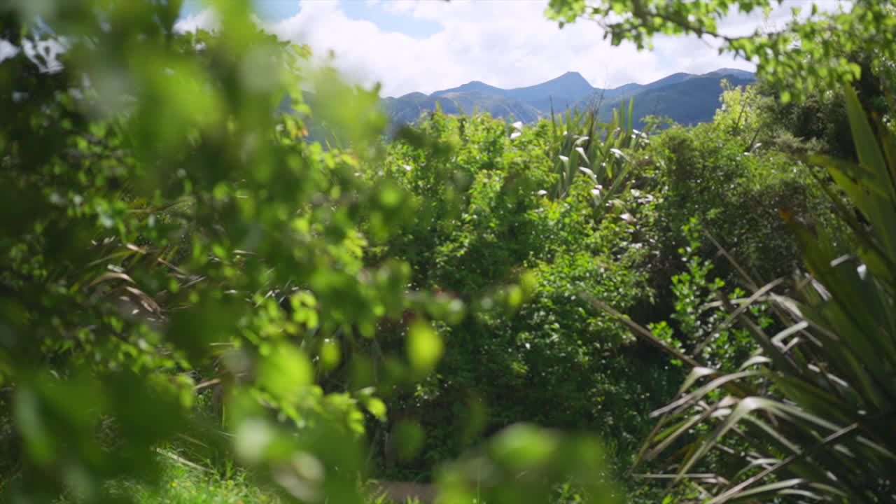 A smooth slow-motion gimbal shot moving past a vibrant leafy tree on a sunny day in New Zealand.