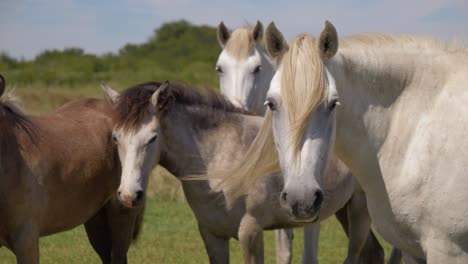 Herde-Von-Pferden,-Die-In-Die-Kamera-Schauen,-Um-Sie-In-Der-Camargue,-Frankreich,-Zu-Beobachten