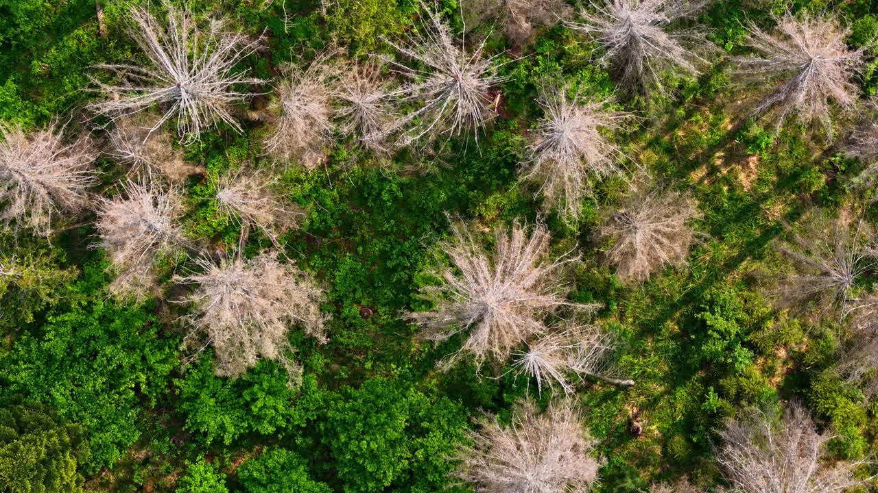 Top down view of dying and healthy trees in mixed forest with visible canopy patterns