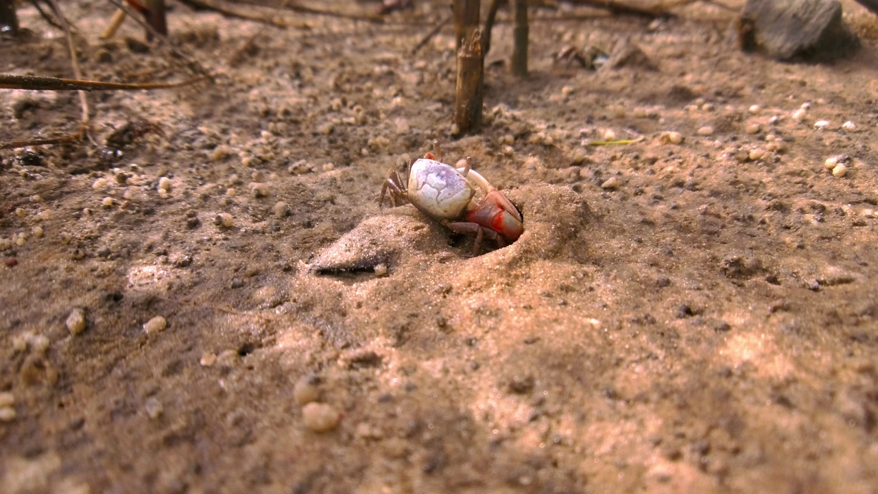 Close-up of a fiddler crab with large claw emerging from its burrow on a wet, muddy beach.