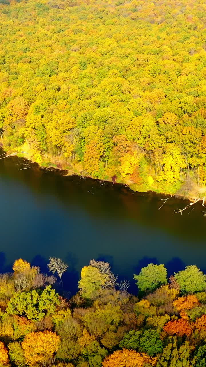 Wonderful scenery of green and yellow woods in autumn season. Calm water flowing in the river through the forest. Aerial view. Vertical video