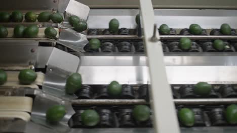 avocados at an avocado packing house in michoacan