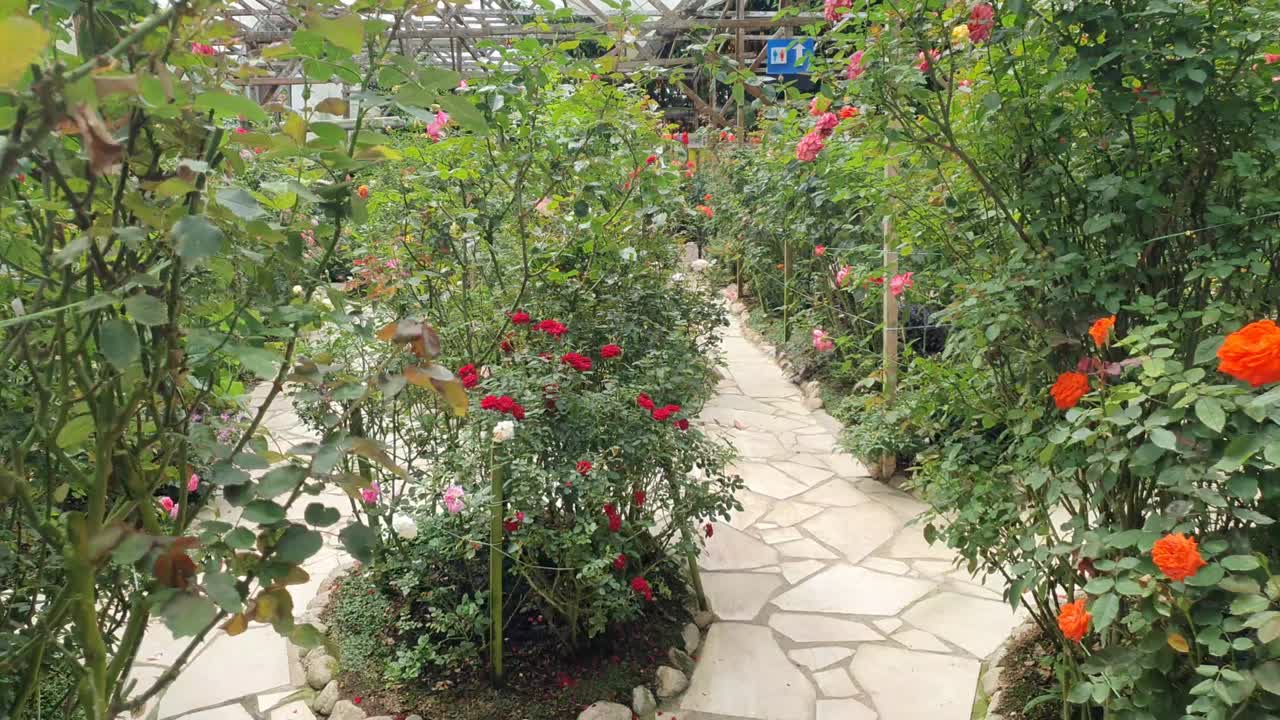 as belas flores e gramados de cameron highlands, na malásia.