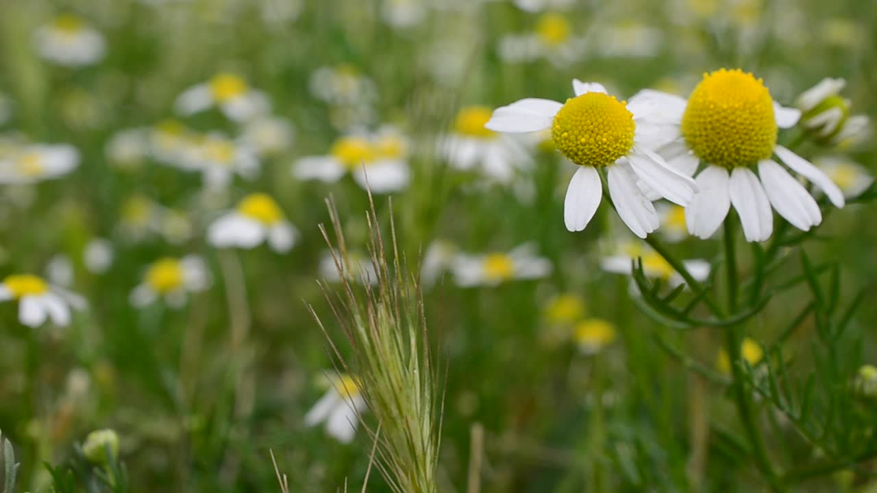 Field of camomiles flowers. Flowers outdoors, camomiles