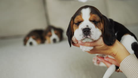 The-owner-is-holding-a-cute-beagle-puppy-in-his-hands.-Cozy-house-with-a-pet