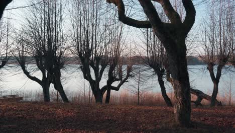 Old-Linden-Alley,-Katvaru-Manor-Park,-Latvia-Looks-So-Ghostly-Spoky-Like-Fairy-Tales